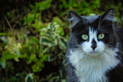 Close-up portrait of cat