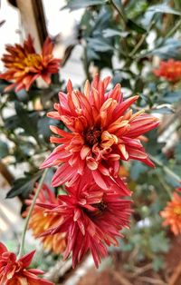 Close-up of red flower blooming in park