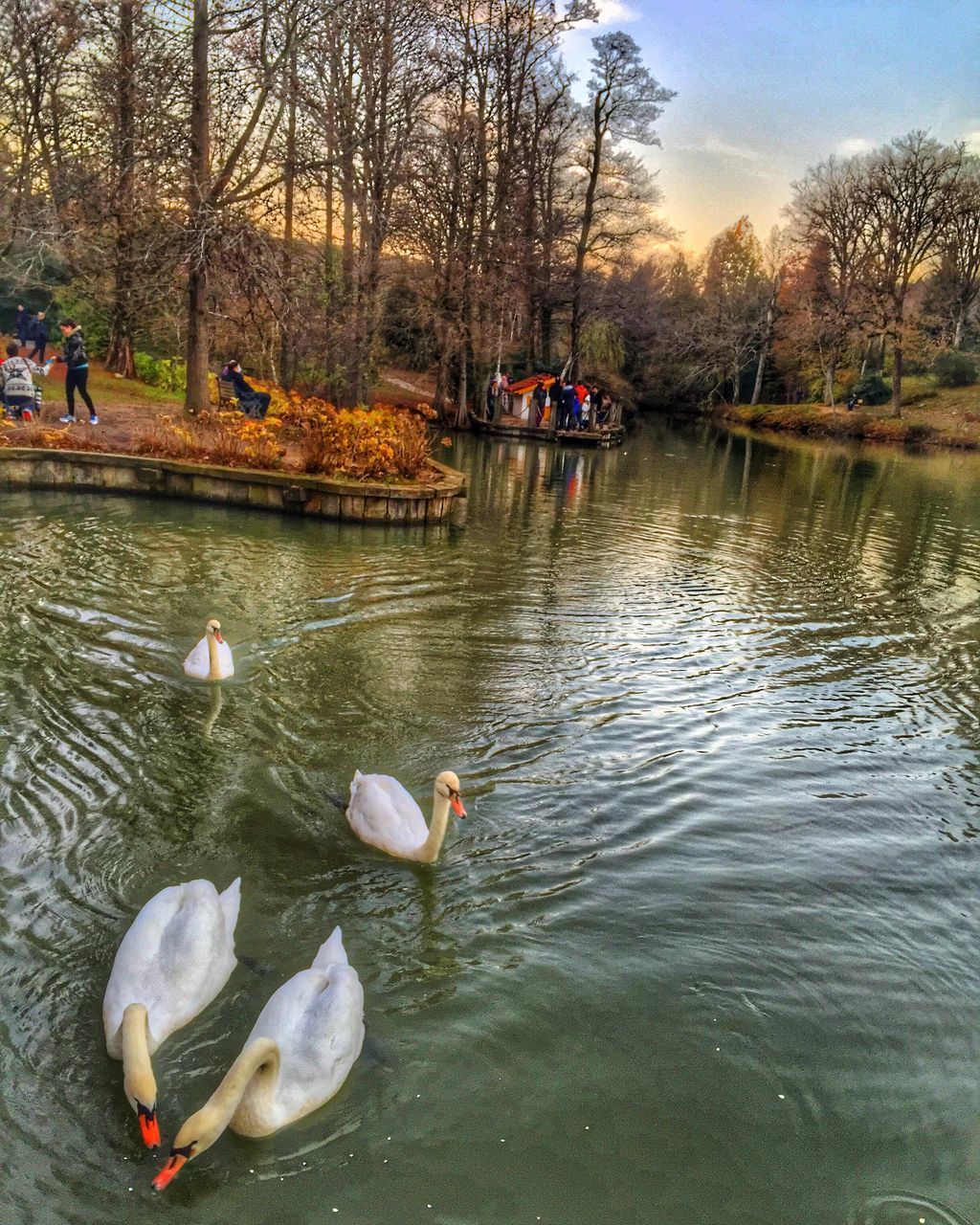 bird, animal themes, water, animals in the wild, wildlife, duck, lake, tree, swan, swimming, water bird, nature, medium group of animals, reflection, rippled, sky, two animals, lakeshore, flock of birds