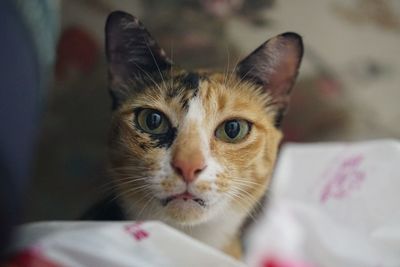 Close-up portrait of a cat