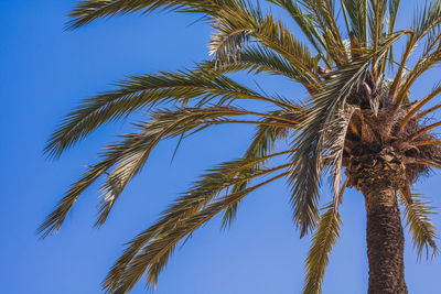 Low angle view of palm tree against blue sky