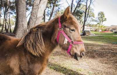 Horse in a field