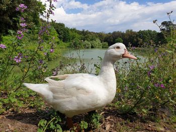 White duck in a lake