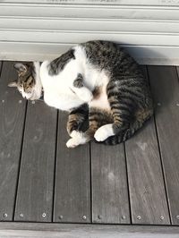 Cat sleeping outdoors