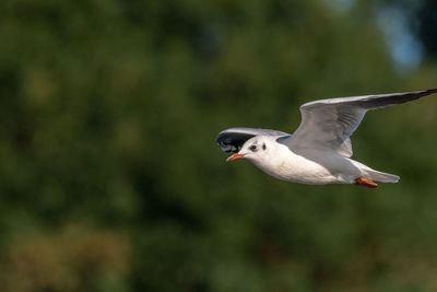 Close-up of seagull flying