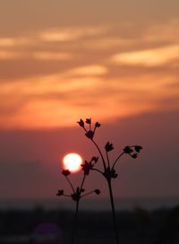 Close-up of silhouette flowers against sky during sunset