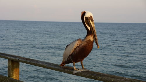 Pelican perch