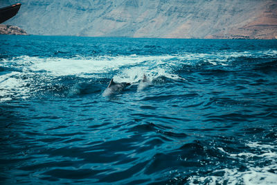 View of dolphin swimming in sea