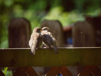 Bird perching on wood