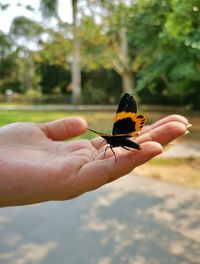 Close-up of butterfly on hand