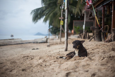 Cat on beach against sky