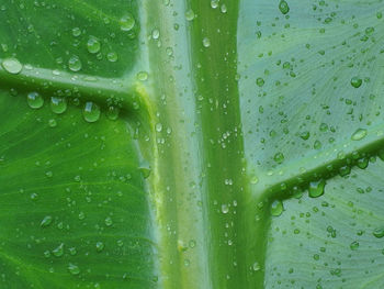 Full frame shot of raindrops on green leaf