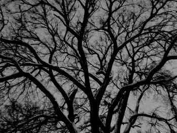 Low angle view of bare trees against sky