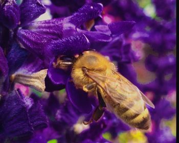 Close-up of insect on flower