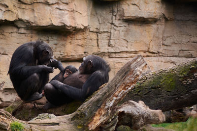 Two female chimpanzees caring for young, mother's love, large tree trunk, monkeys