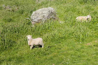 Sheep in a field