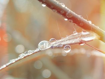 Close-up of water drops on plant