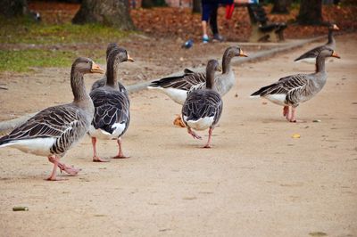 Flock of birds