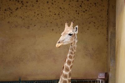 Close-up of a giraffe 