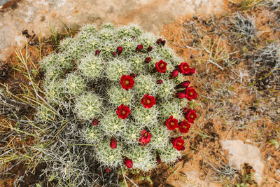 Close-up of succulent plant growing on field