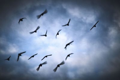 Low angle view of birds flying in sky