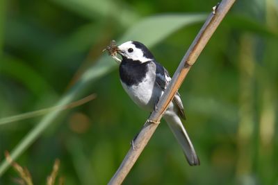 Close-up of wagtail perching on branch with his prey