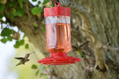 Close-up of red bird flying