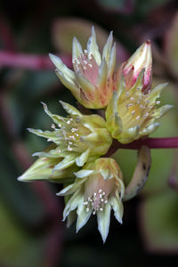 Close-up of pink flower blooming outdoors