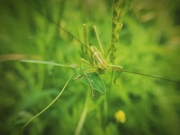 Extreme close-up of insect on plant