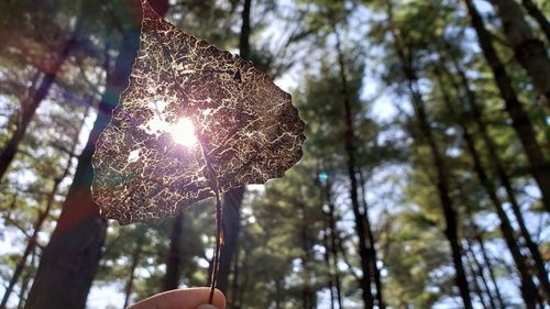 Low angle view of hand holding tree trunk in forest