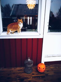 Close-up of cat by window