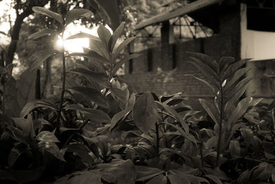 Plants at night