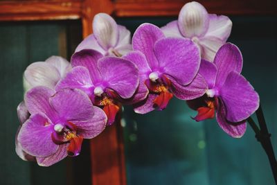 Close-up of pink orchids