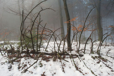 Bare trees against sky