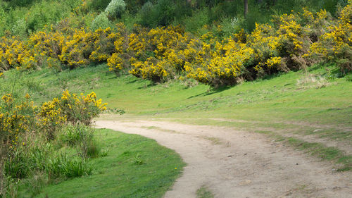 Scenic view of road amidst trees in forest