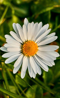 Close-up of white daisy