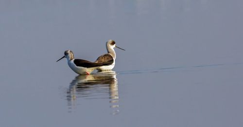 Duck swimming in a lake