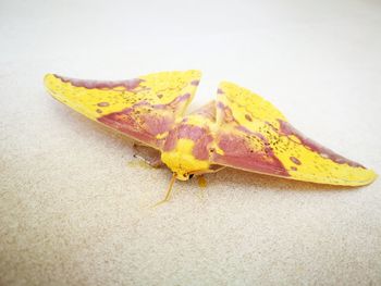 Close-up of yellow autumn leaf