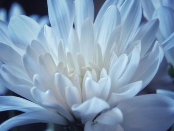 Macro shot of white flowering plant