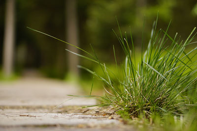 Close-up of grass growing on the side of a wood way