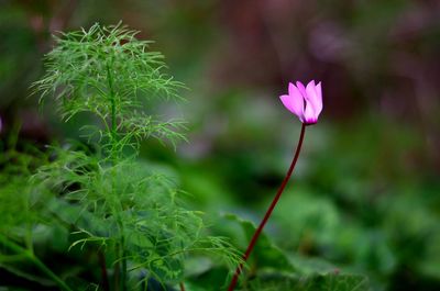Close-up of pink flowering plant