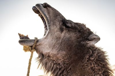 Low angle view of horse against clear sky