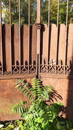 Close-up of potted plants