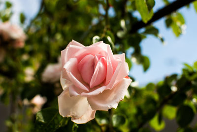 Close-up of pink rose