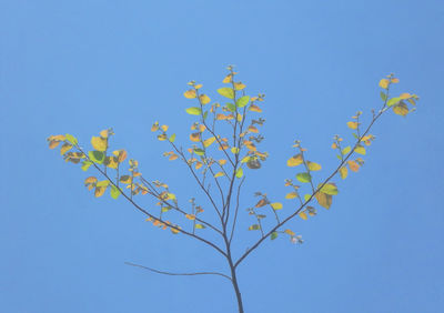 Low angle view of flowers against clear blue sky