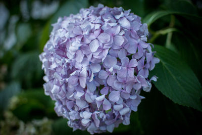 Close-up of purple hydrangea flowers