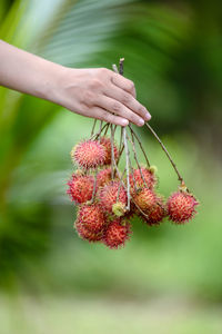 Close-up of hand holding red berries