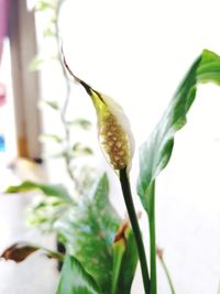 Close-up of flowering plant
