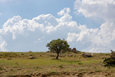 Trees on field against sky