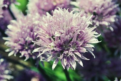 Close-up of pink flowers